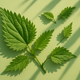 NETTLE LEAF