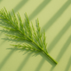 HORSETAIL