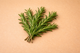 ROSEMARY